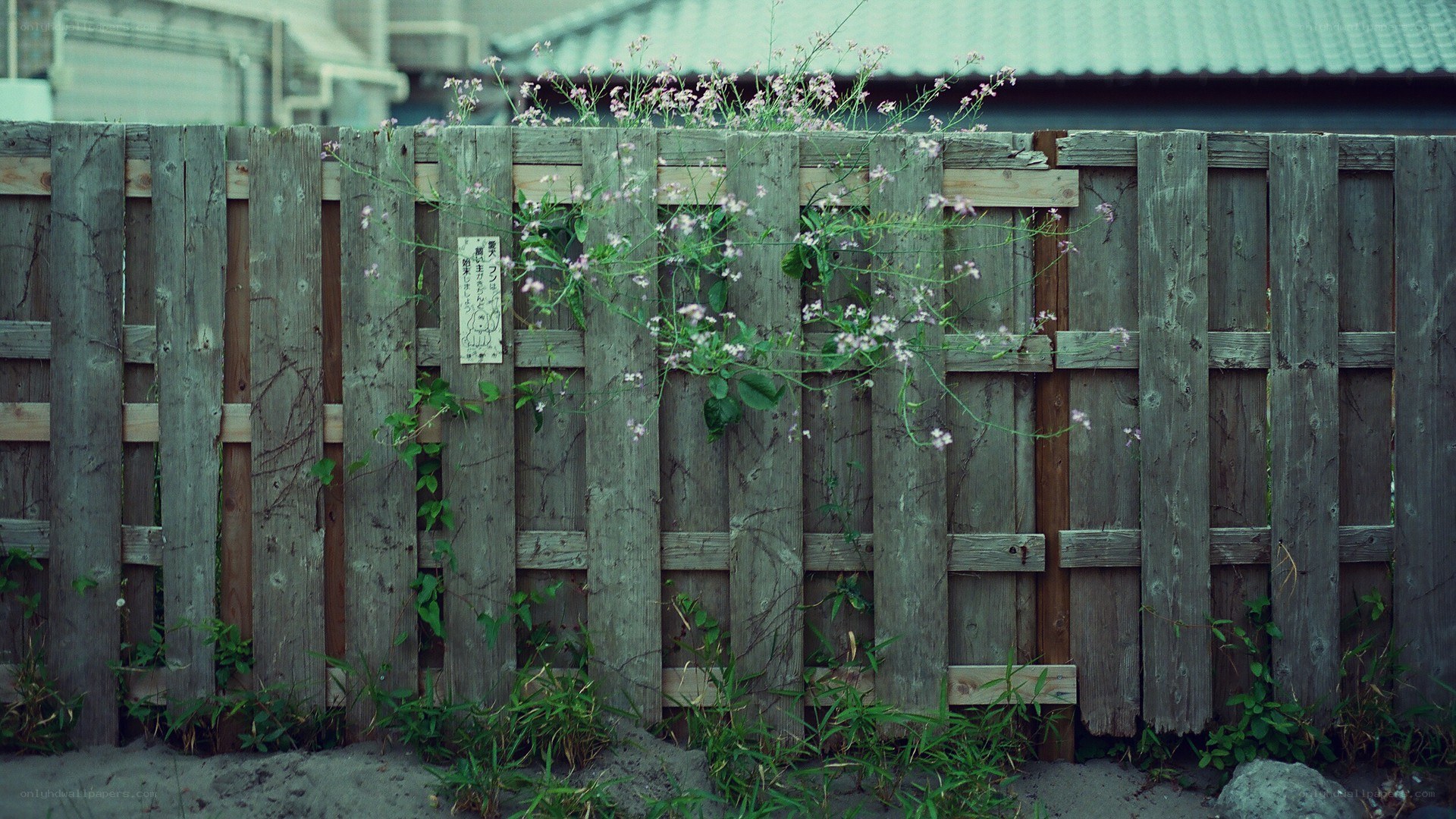 weathered fence with wildflowers
