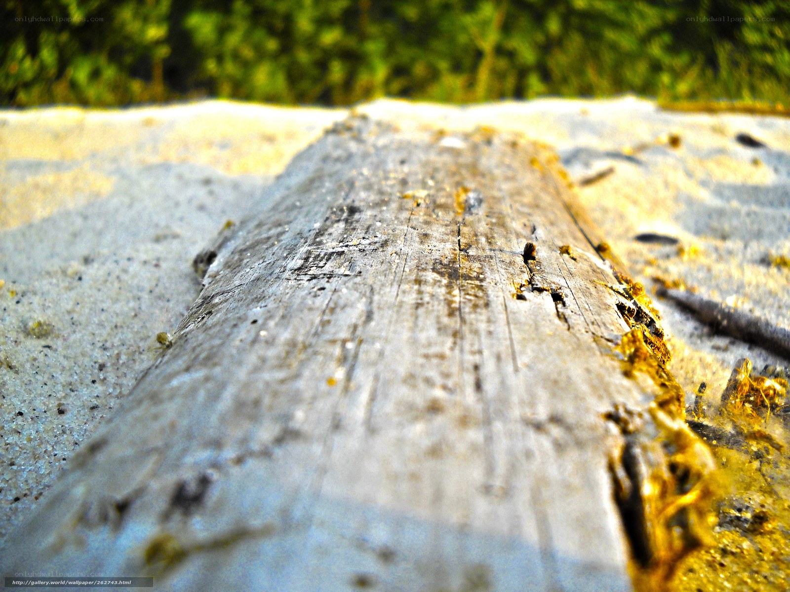 weathered log on sandy beach