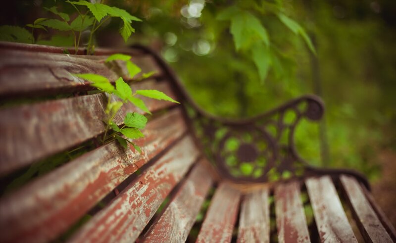 Weathered Park Bench — Green, Serene, Spring
