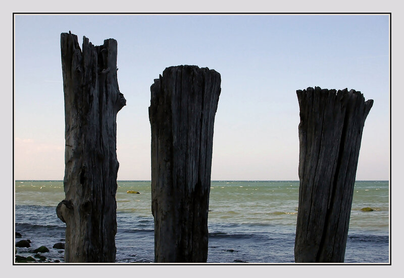 weathered posts on the shore