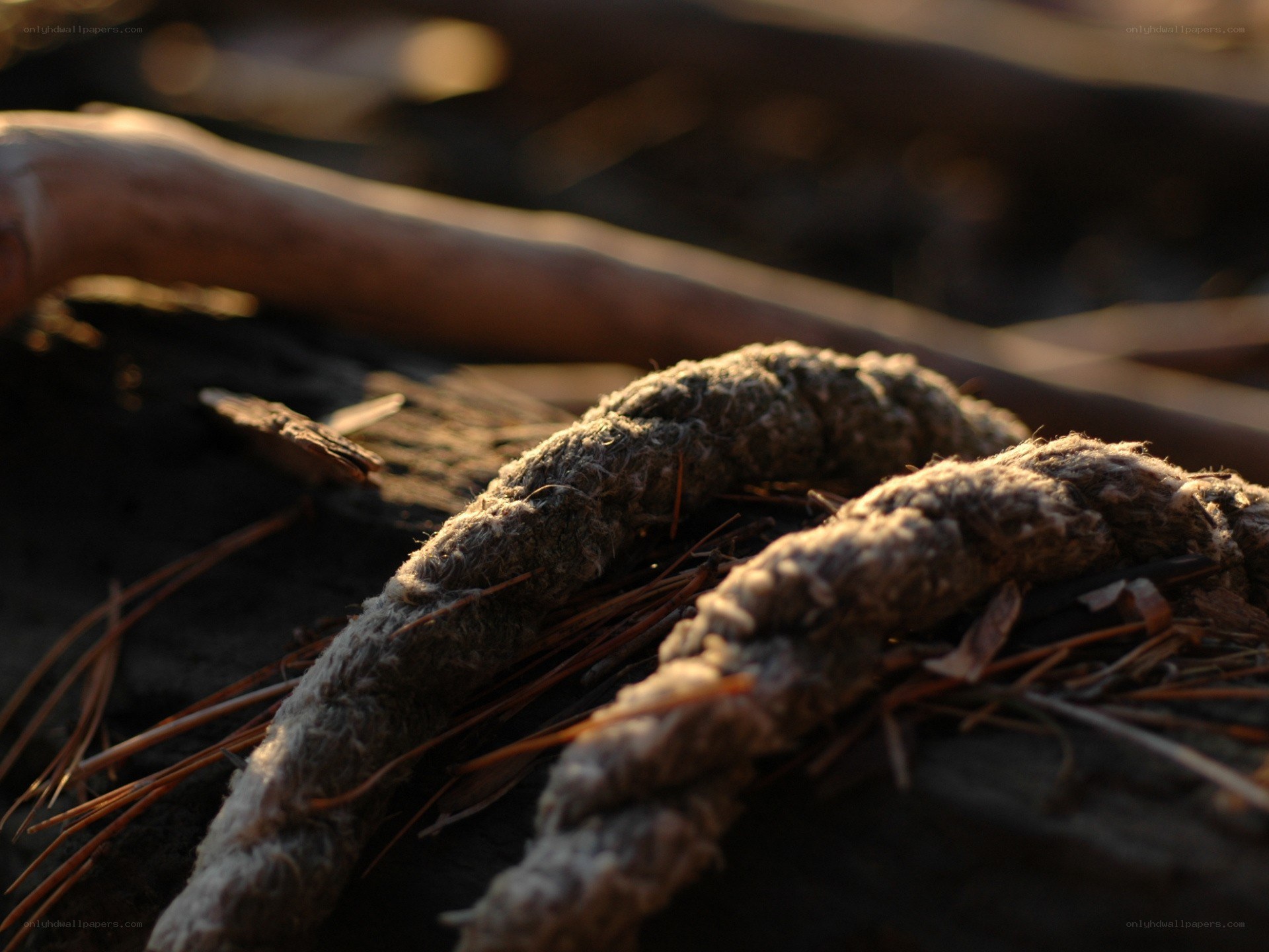 weathered rope on driftwood