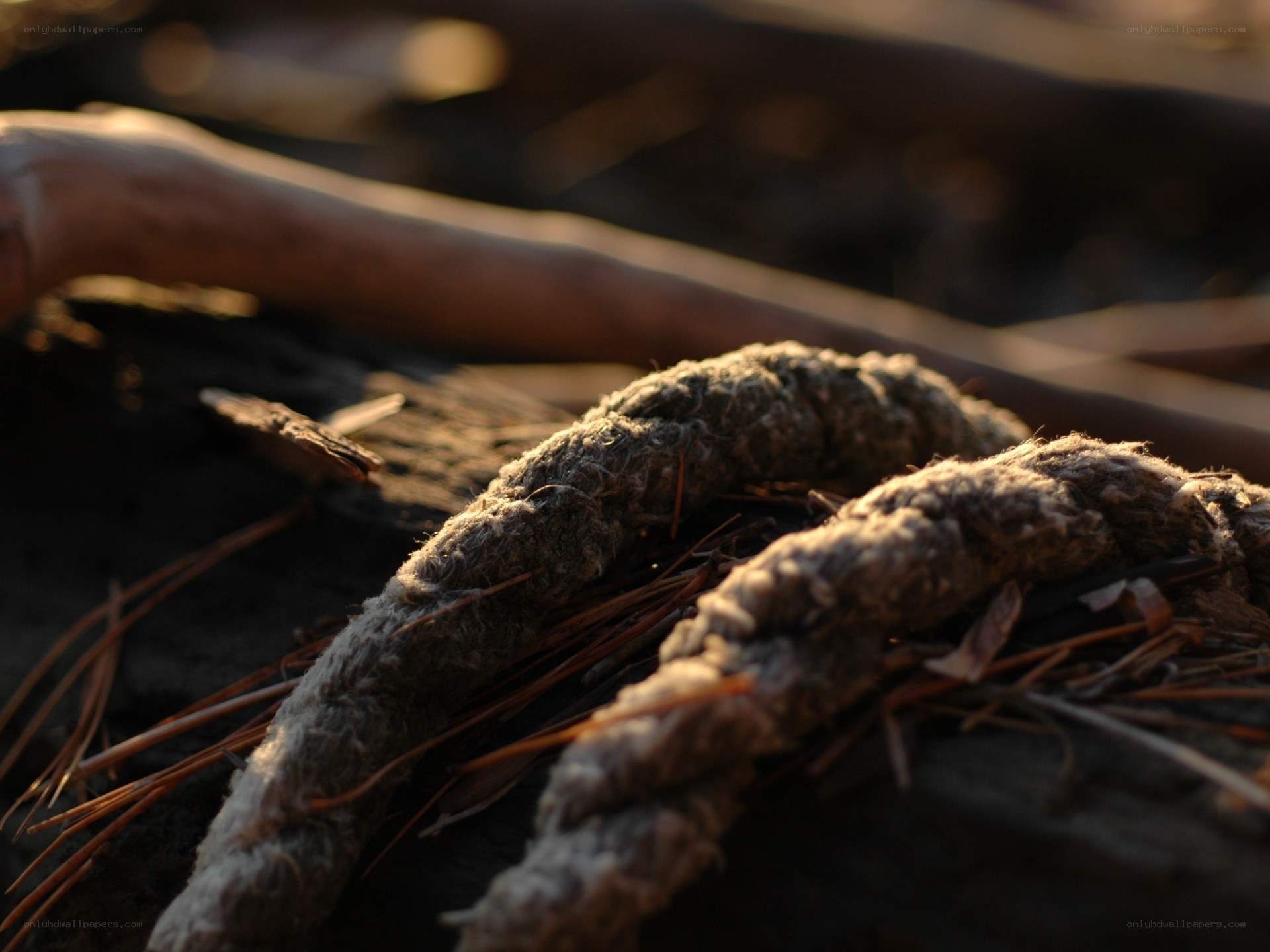 weathered rope on driftwood