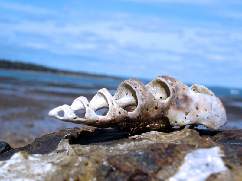 Weathered Seashell on Rock