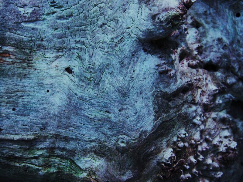 Weathered Tree Bark — Blue