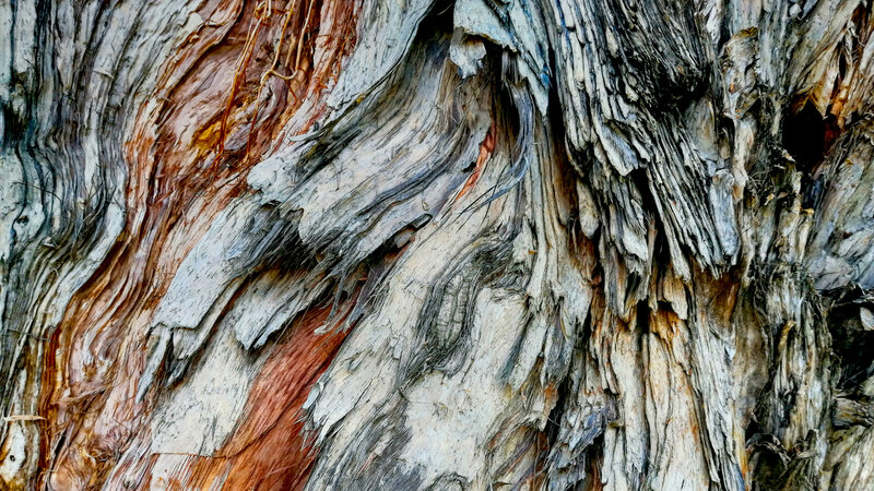 Weathered Tree Bark