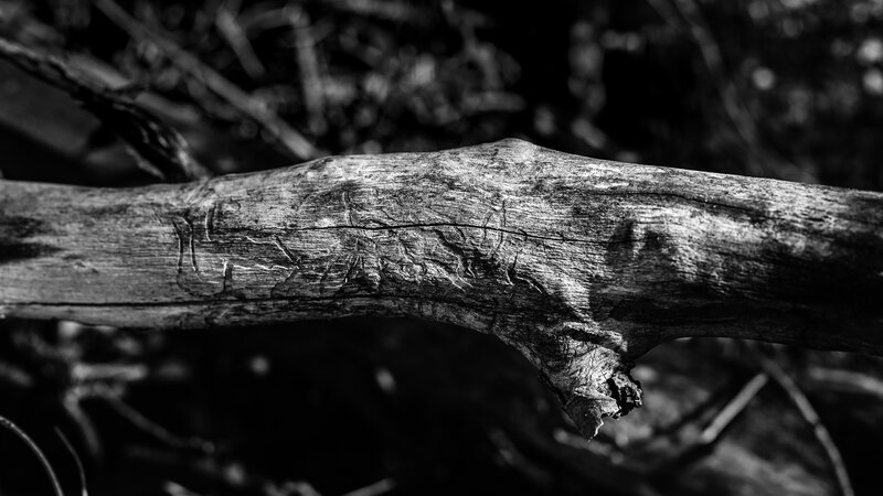 Weathered Tree Branch