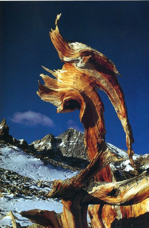 Weathered tree in snowy mountains