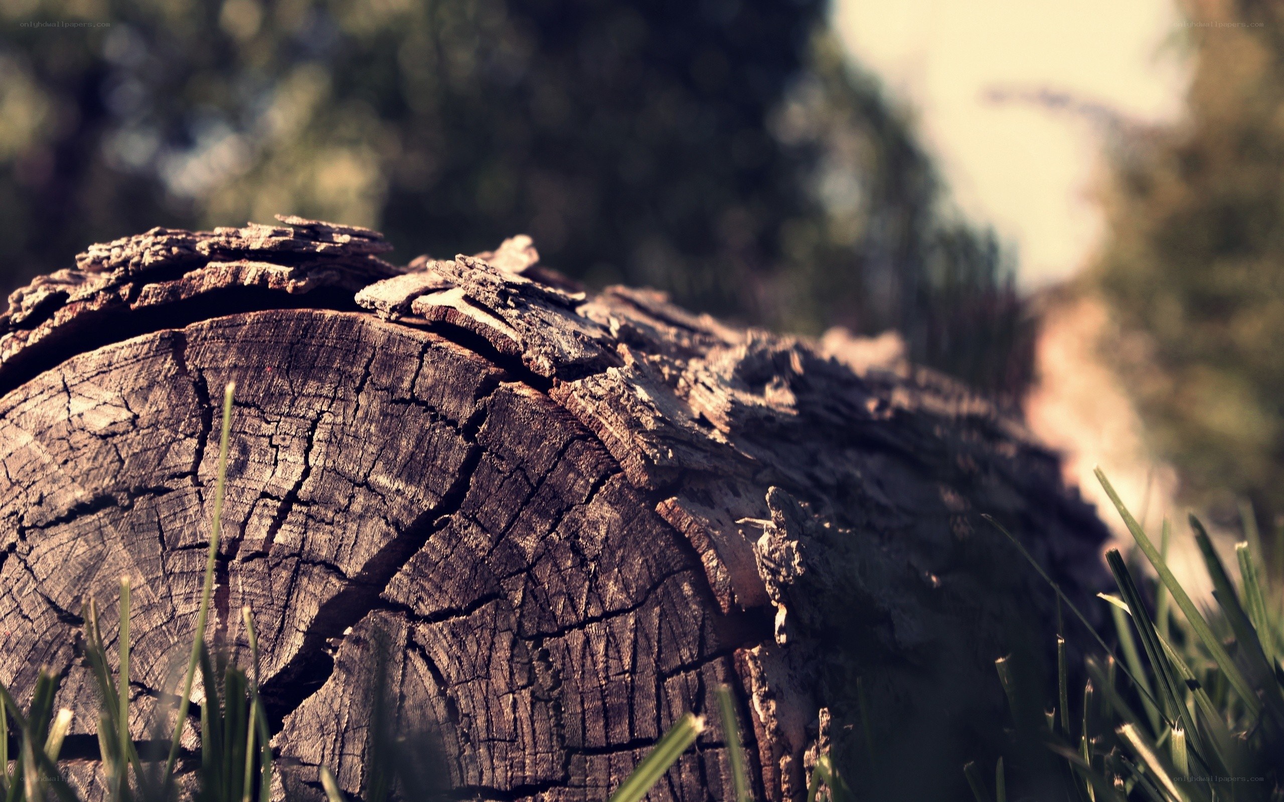 weathered tree stump