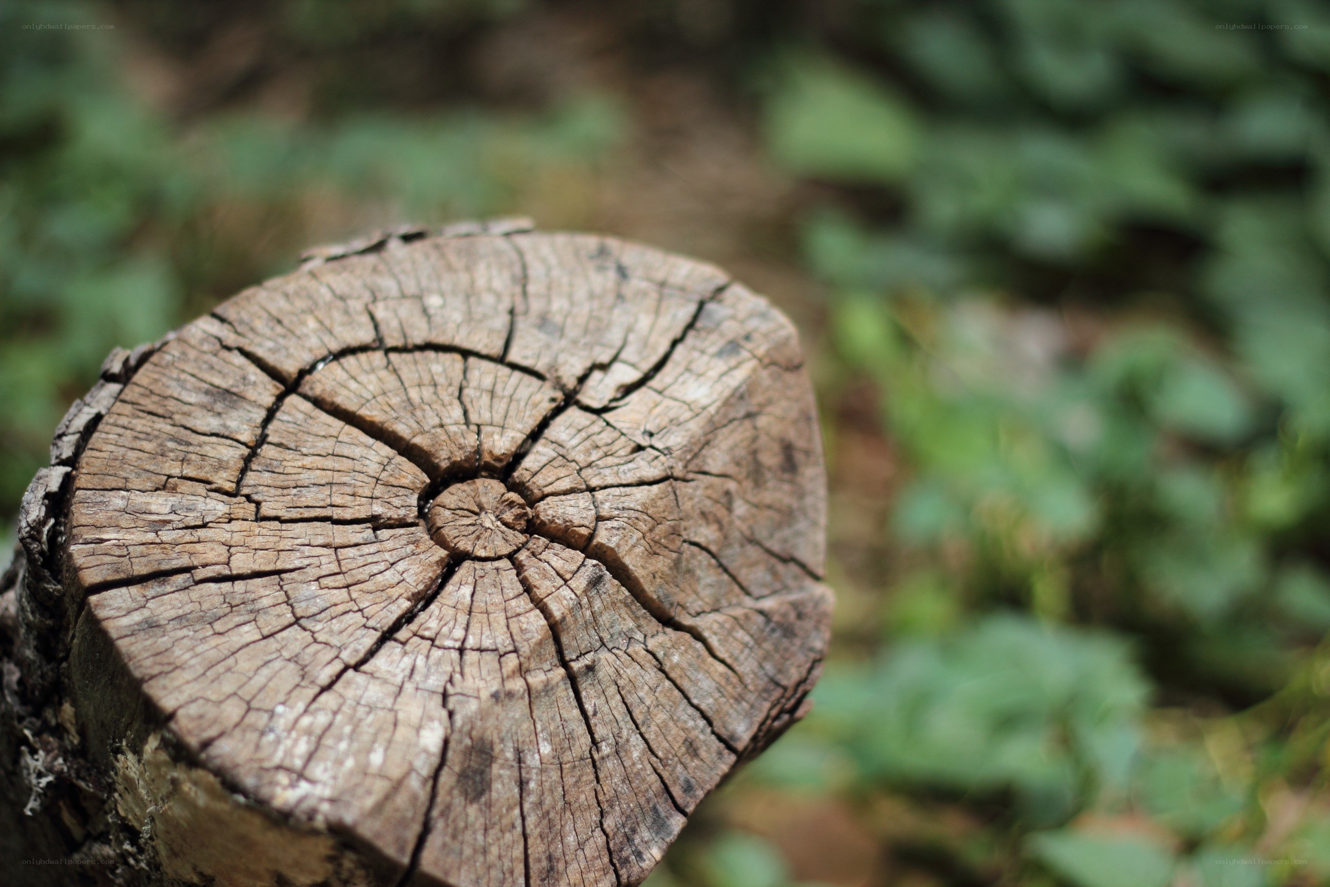 weathered tree stump