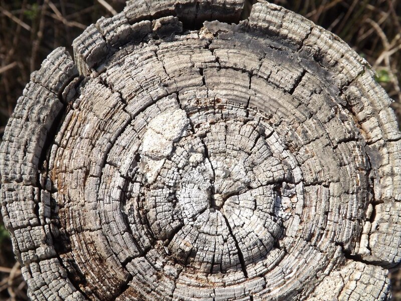 weathered tree stump