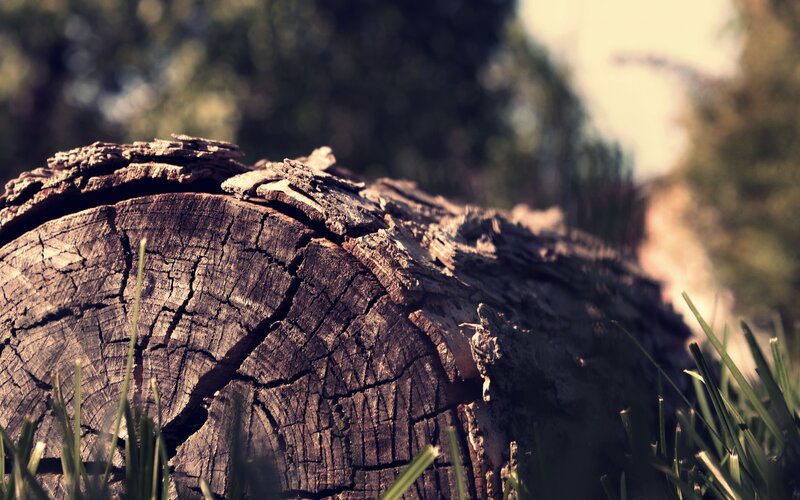 Weathered Tree Stump — Brown, Serene, Afternoon