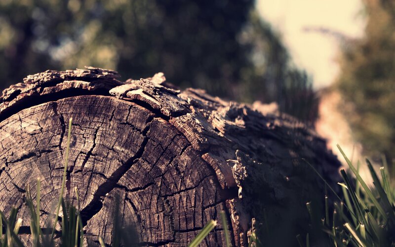 Weathered Tree Stump — Brown, Serene