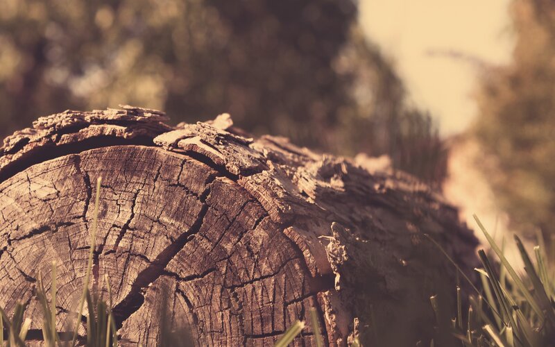 Weathered Tree Stump — Brown