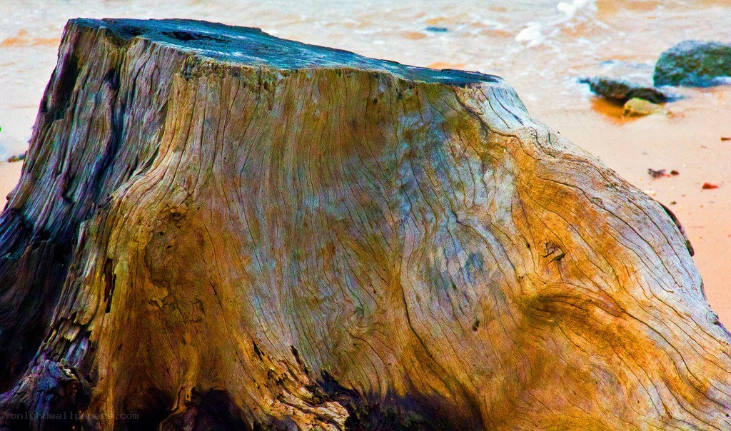 weathered tree stump on beach