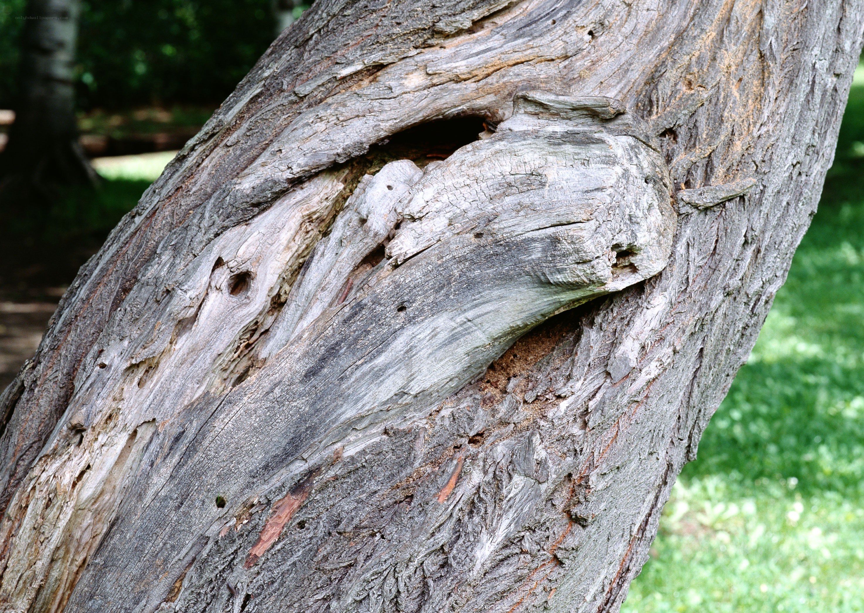 weathered tree trunk close-up