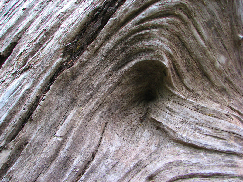 Weathered Tree Trunk — Gray