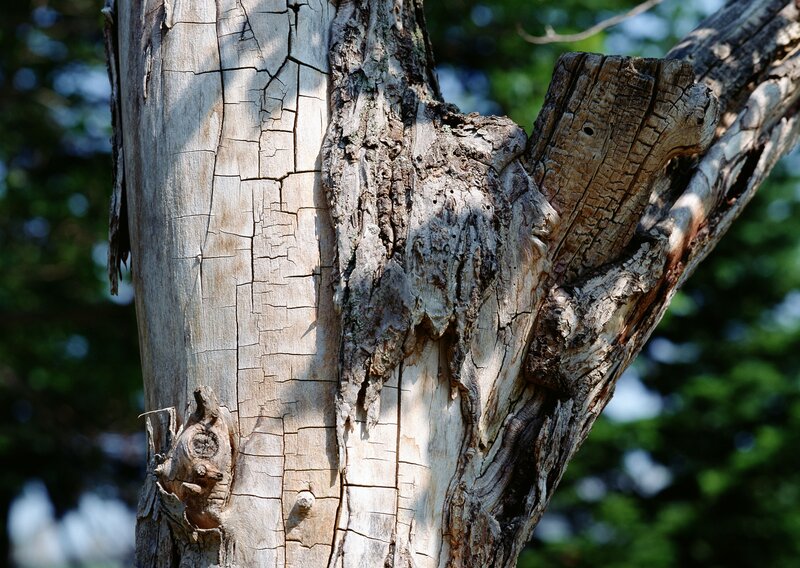 weathered tree trunk