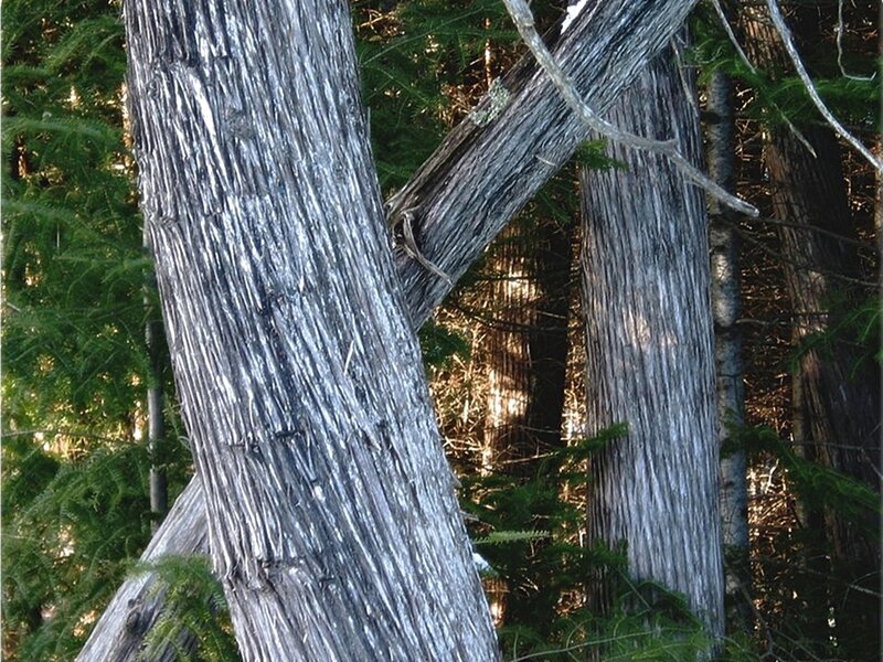Weathered Tree Trunks