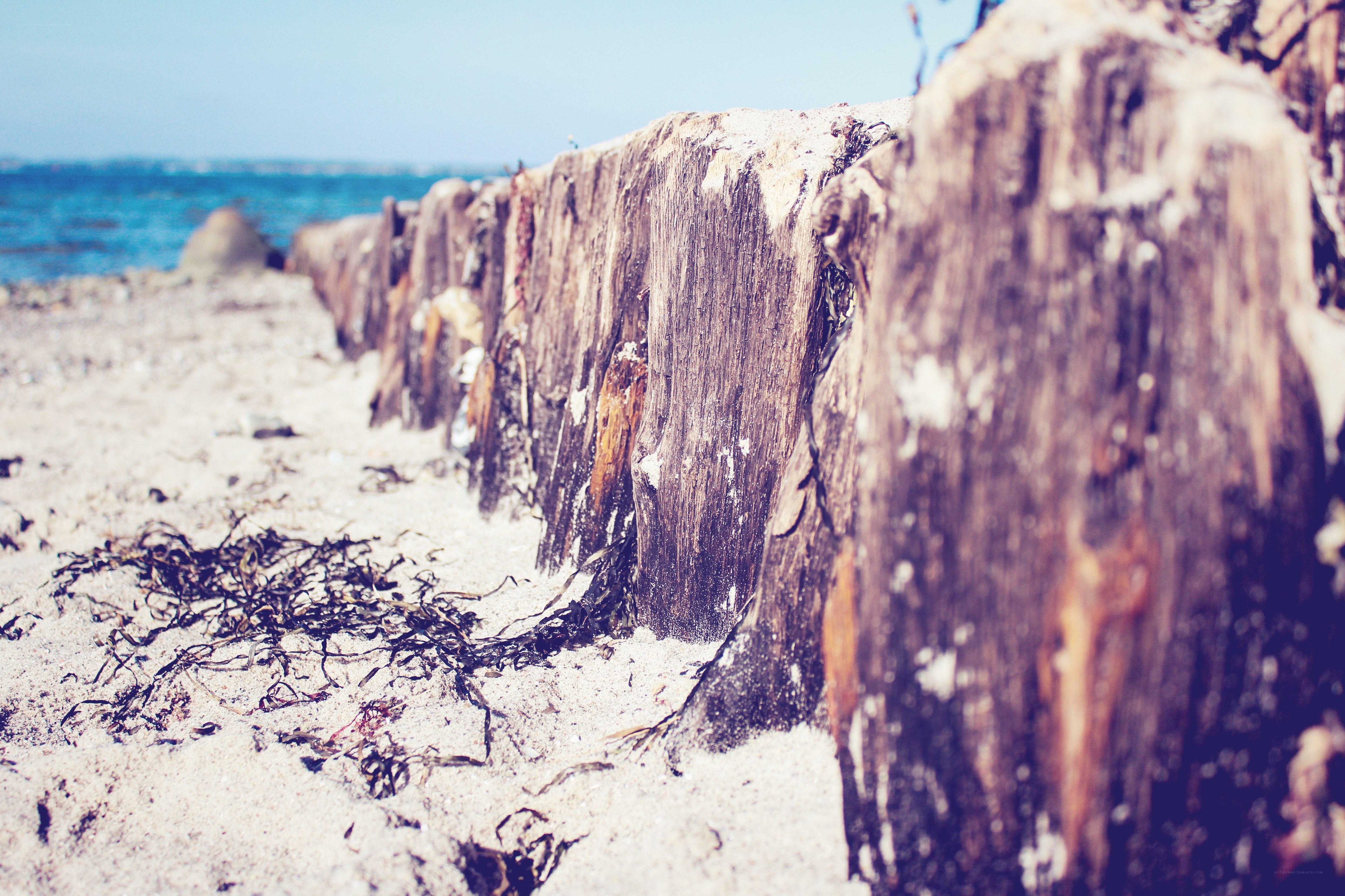 weathered wood posts on beach