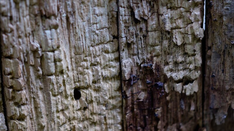 Weathered Wood Surface
