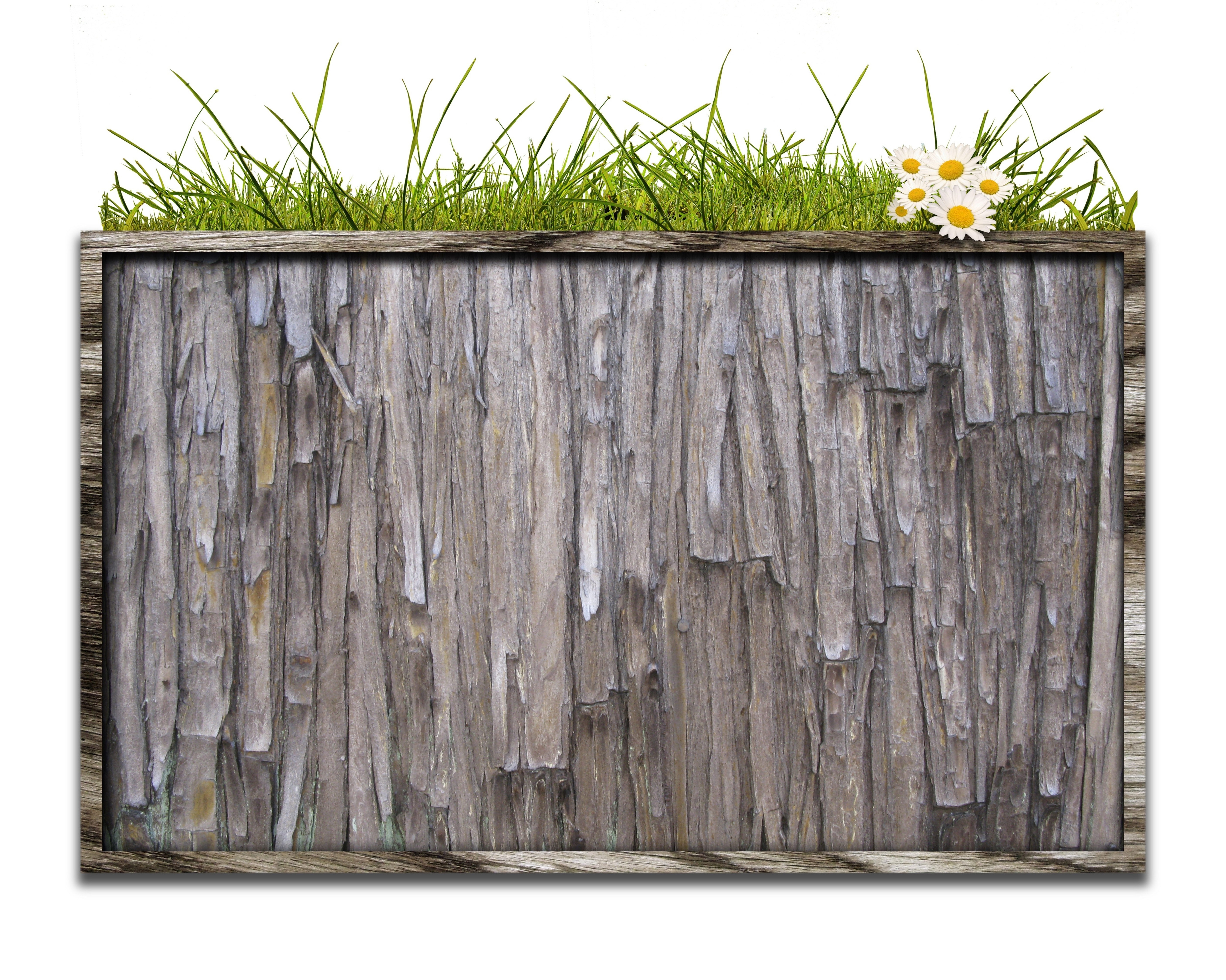 weathered wood with grass and daisies