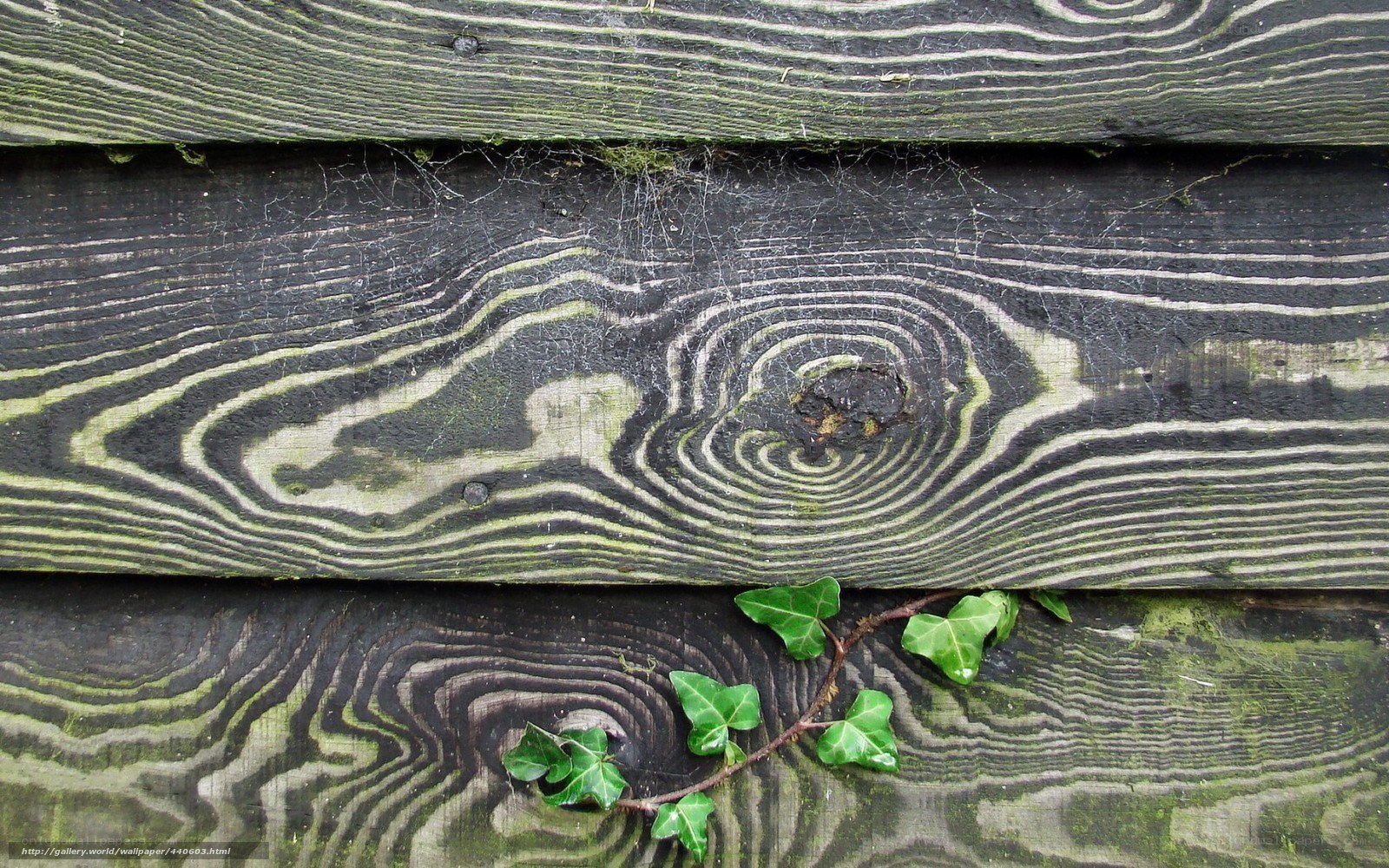 weathered wood with ivy