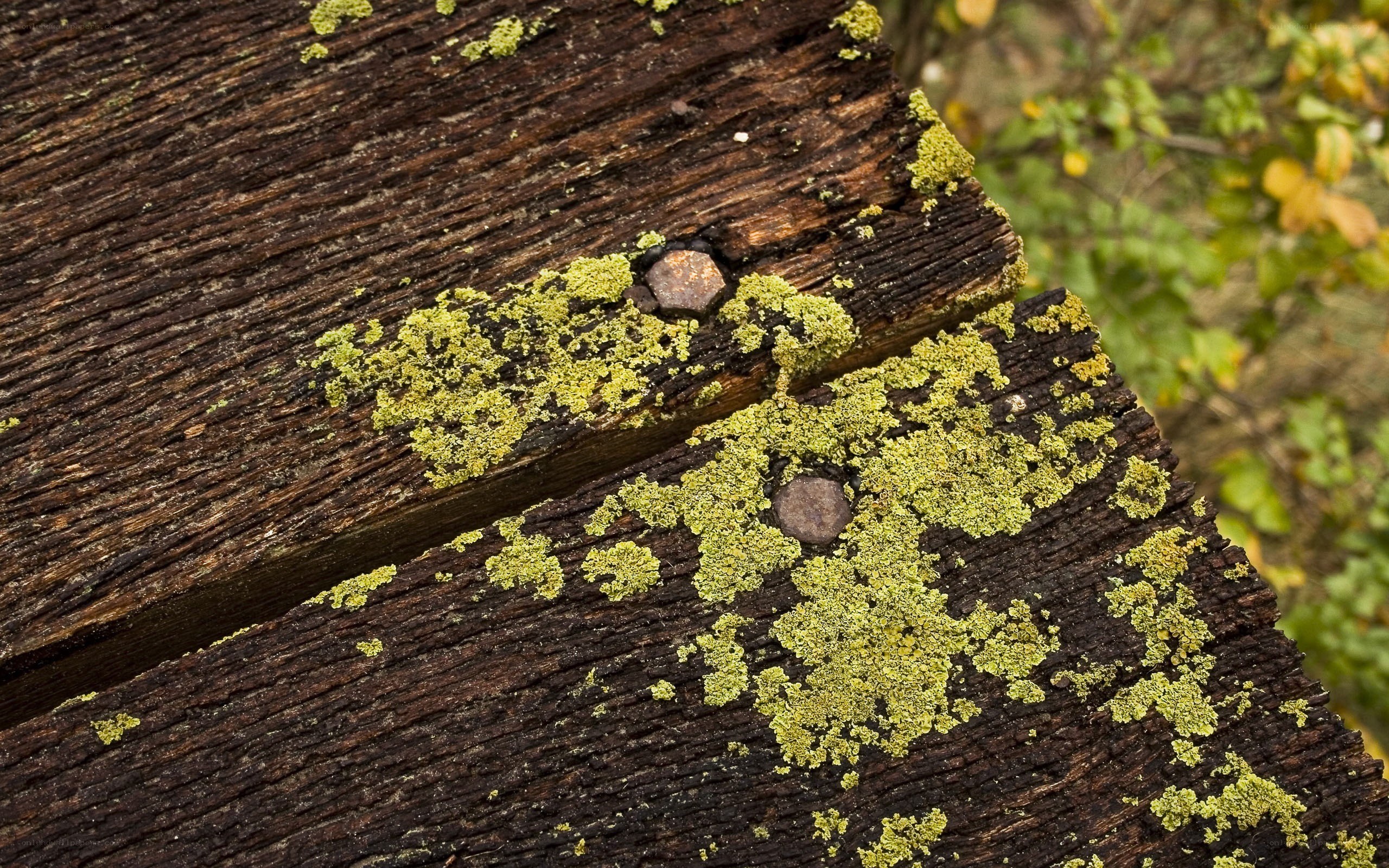 weathered wood with lichen
