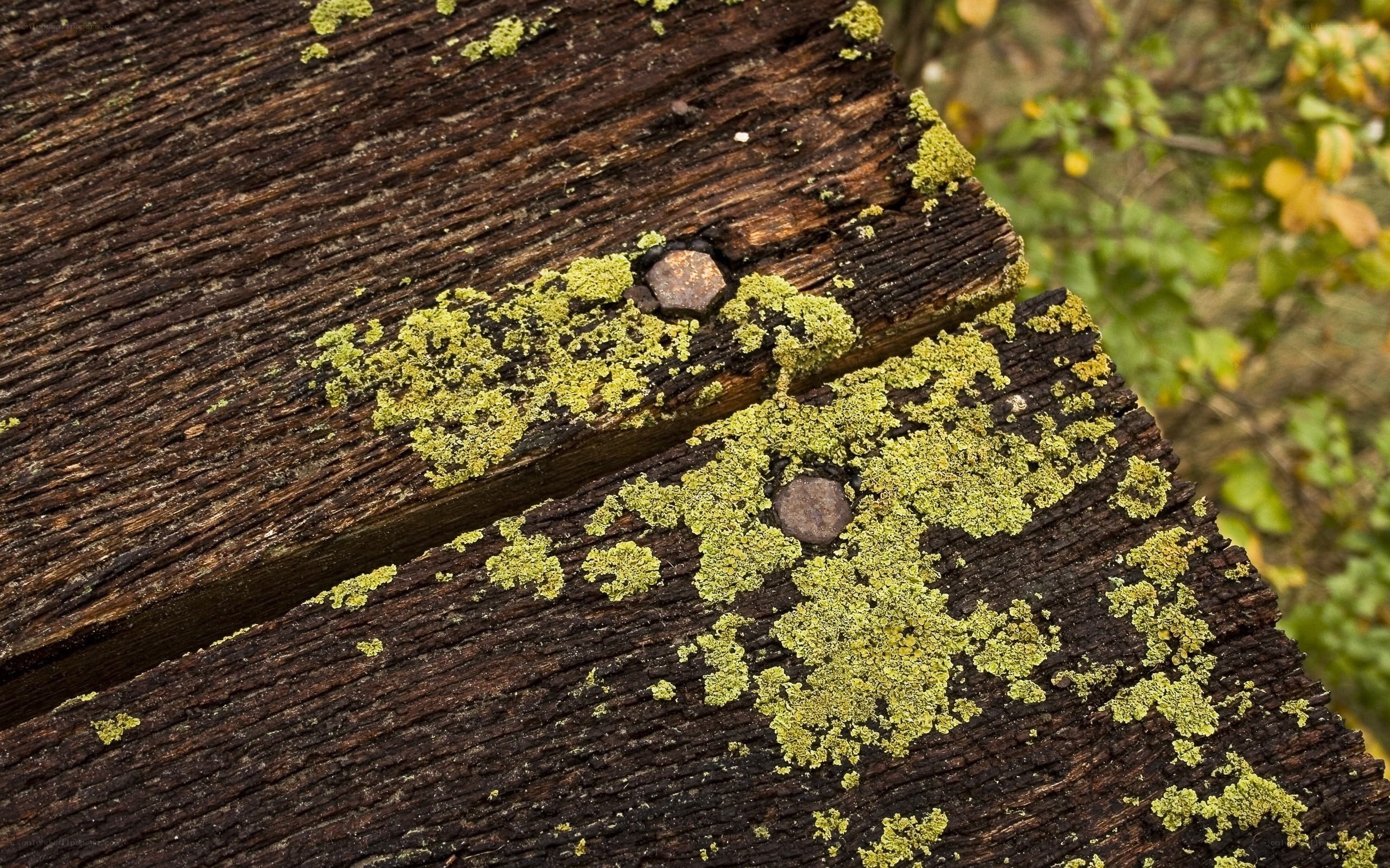 Weathered wood with lichen