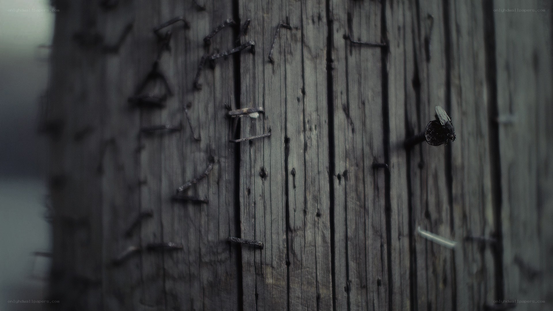 weathered wood with nails