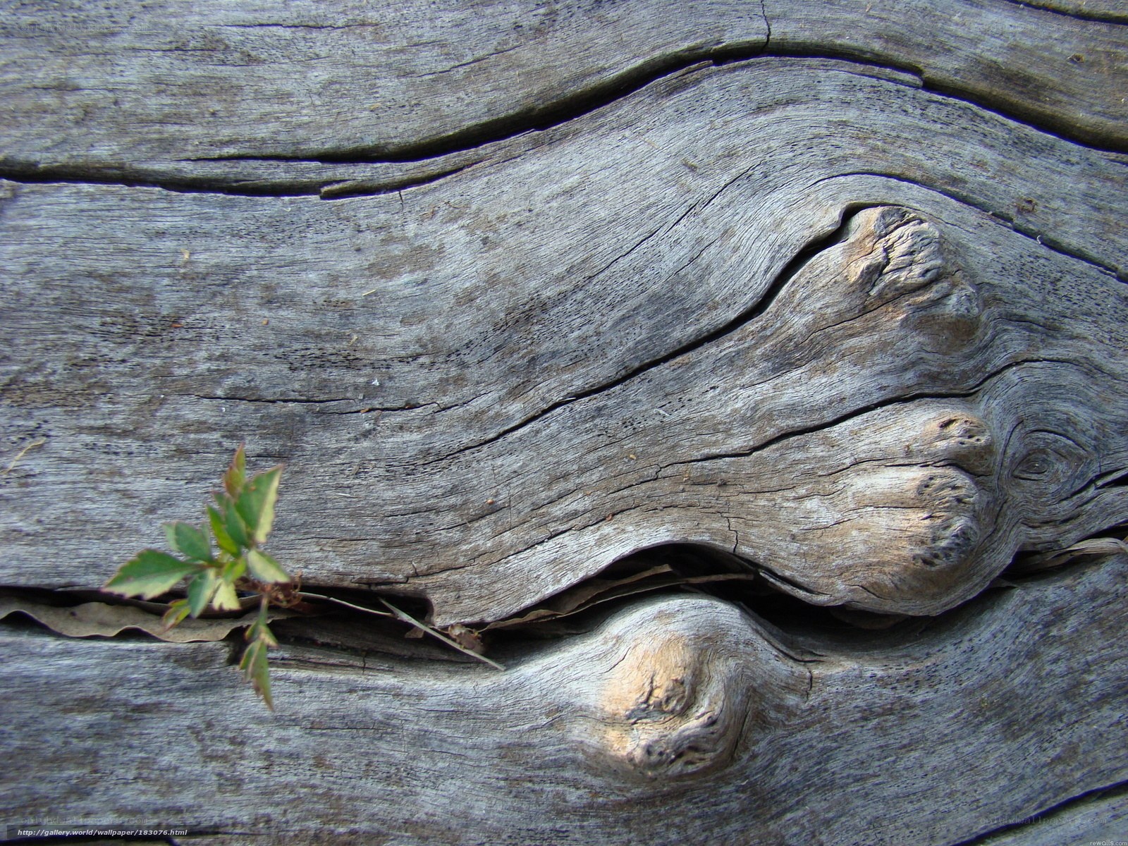 weathered wood with plant sprout