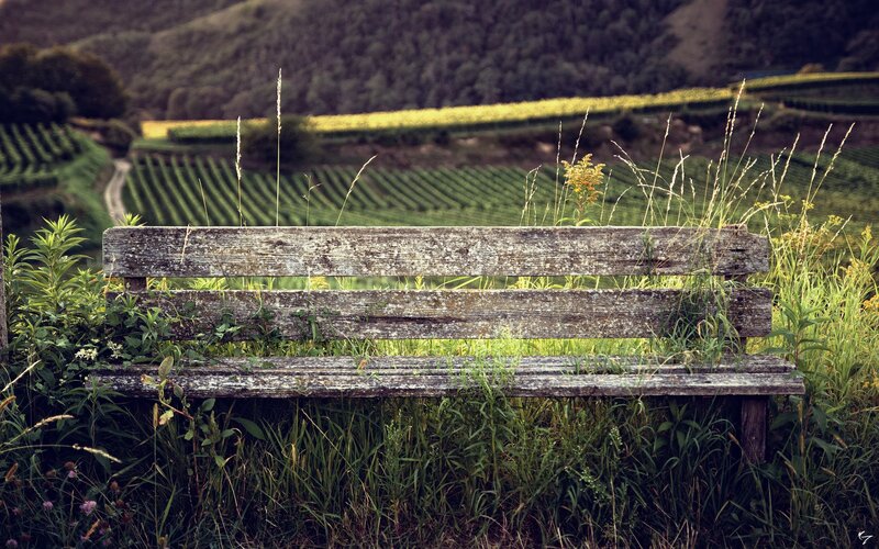 Weathered Wooden Bench — Green, Serene