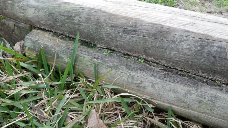 Weathered Wooden Logs