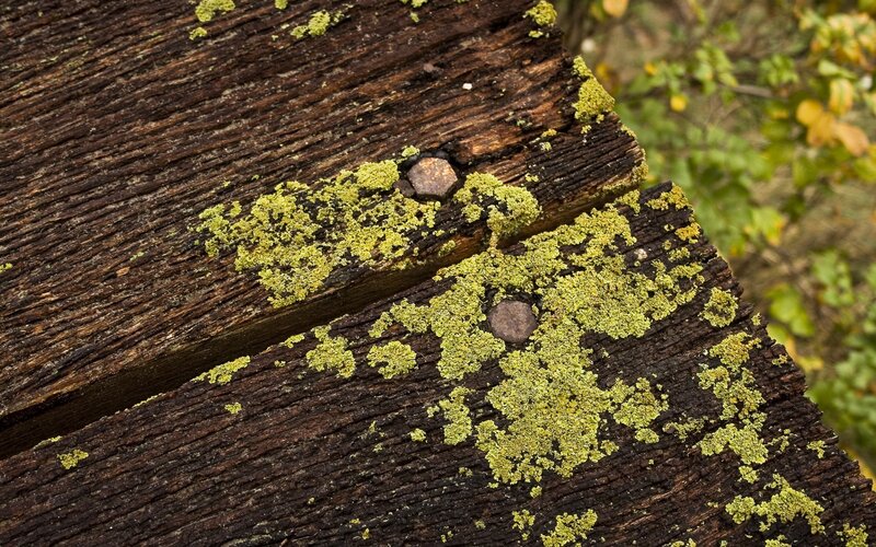 Weathered Wooden Planks — Brown, Natural, Autumn, Photograph