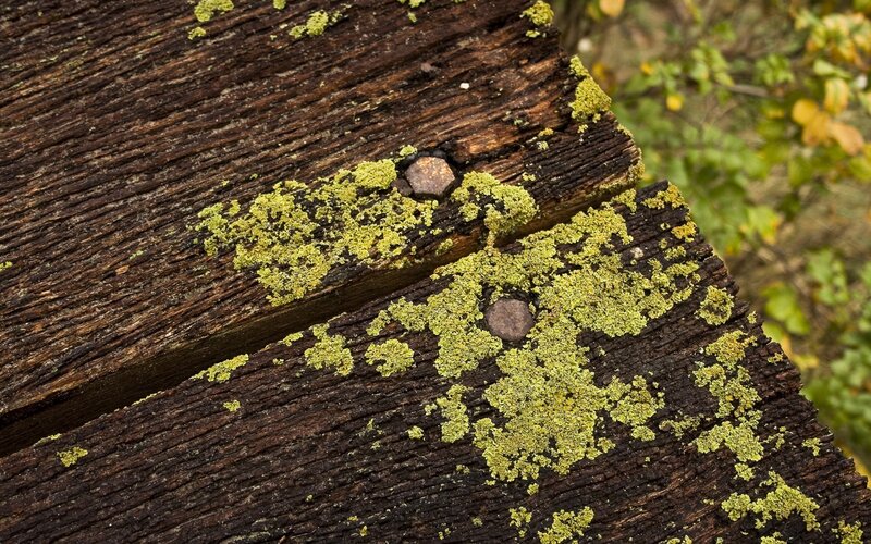 Weathered Wooden Planks — Brown, Natural