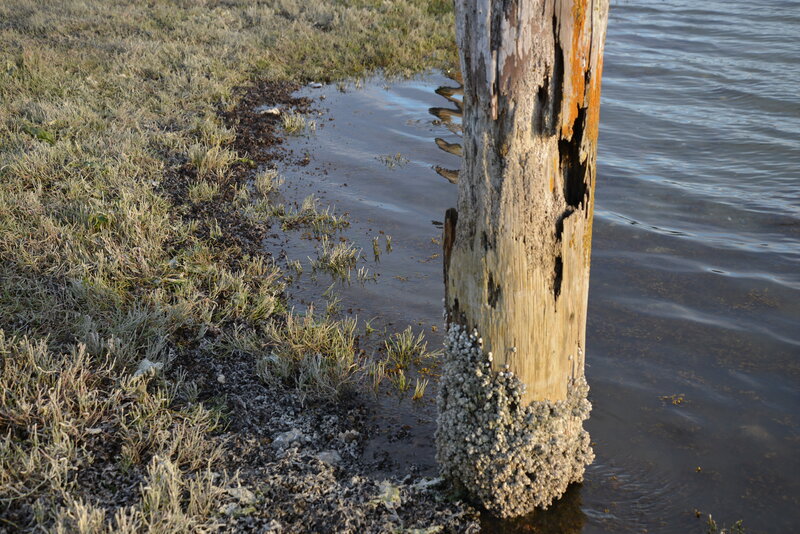 Weathered Wooden Post — Brown