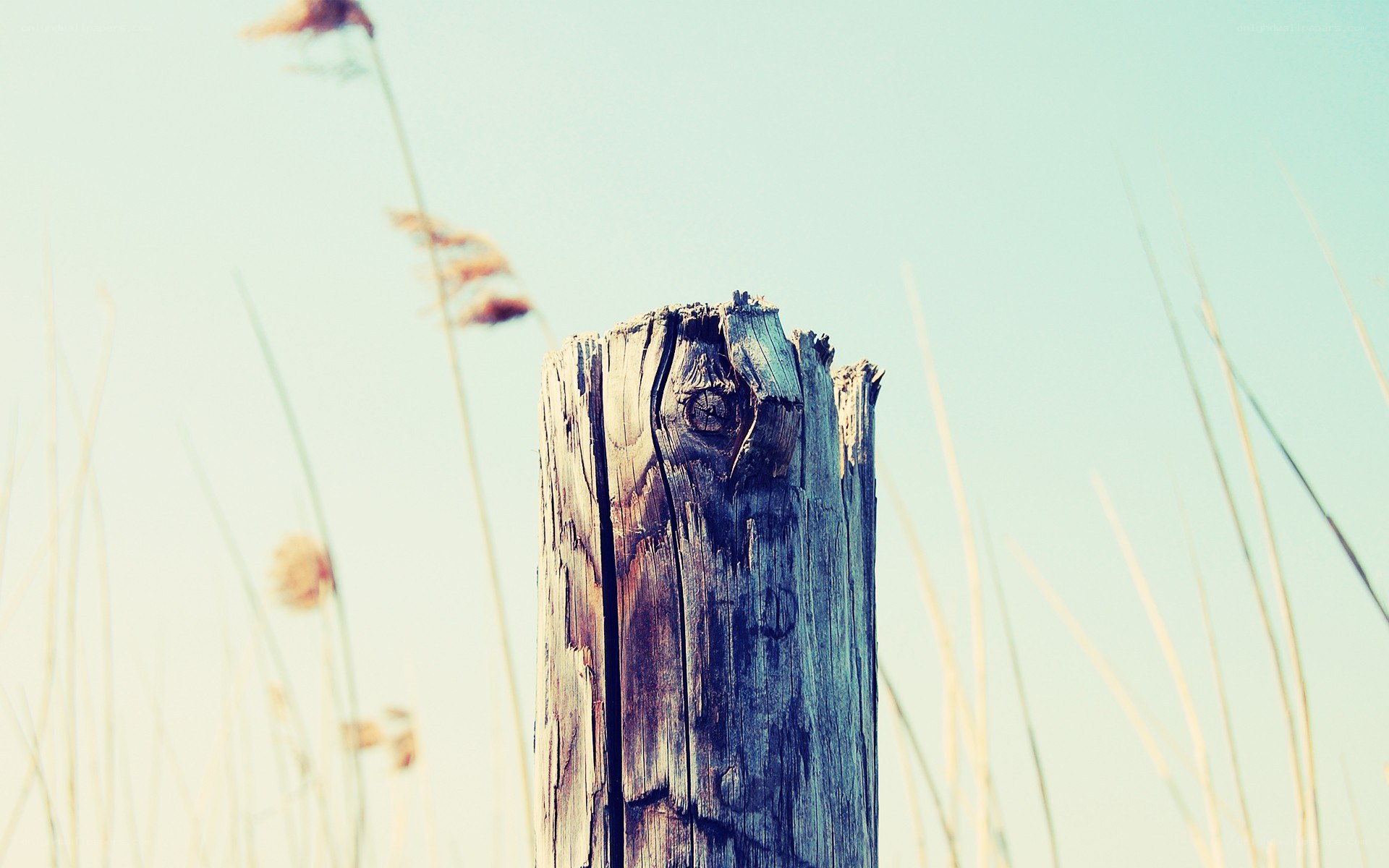 weathered wooden post in field
