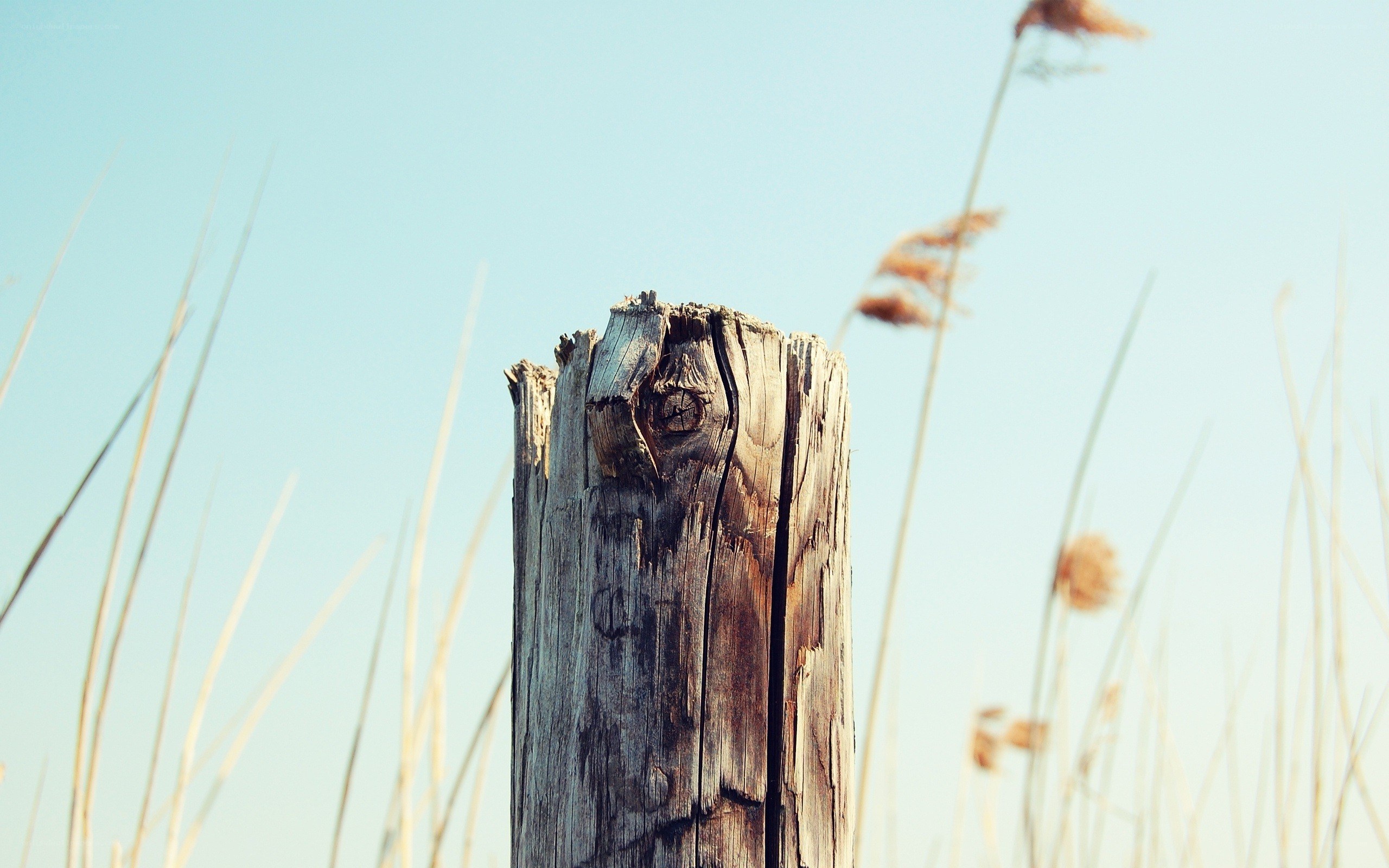 weathered wooden post in reeds