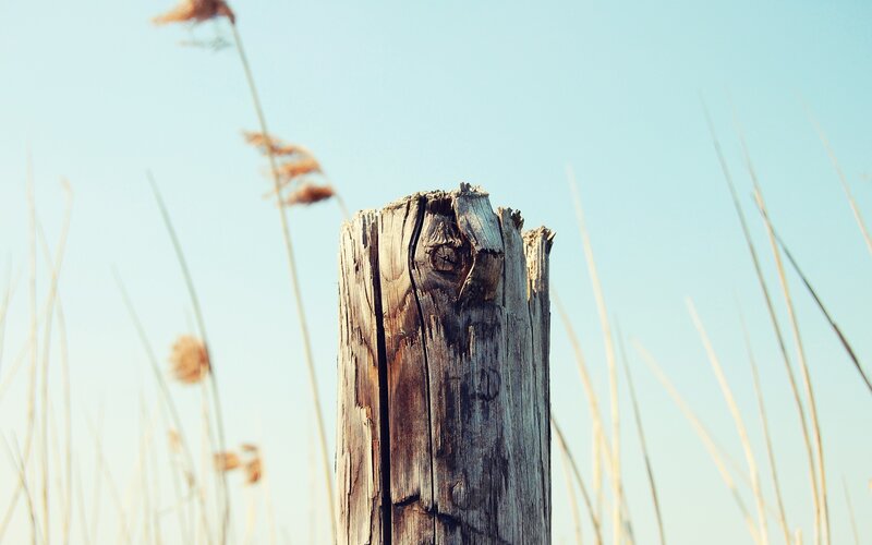 weathered wooden post in reeds