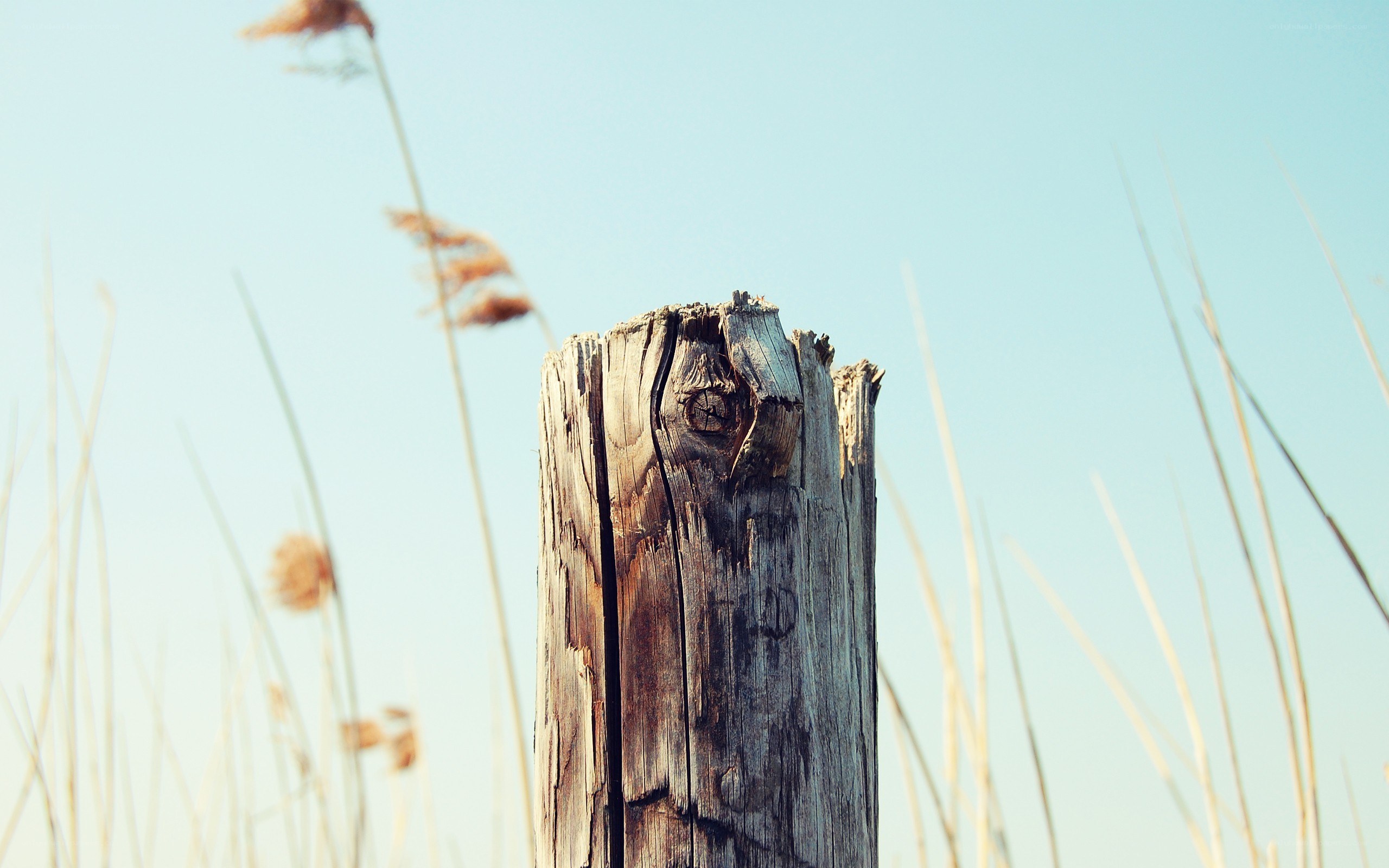 weathered wooden post in reeds