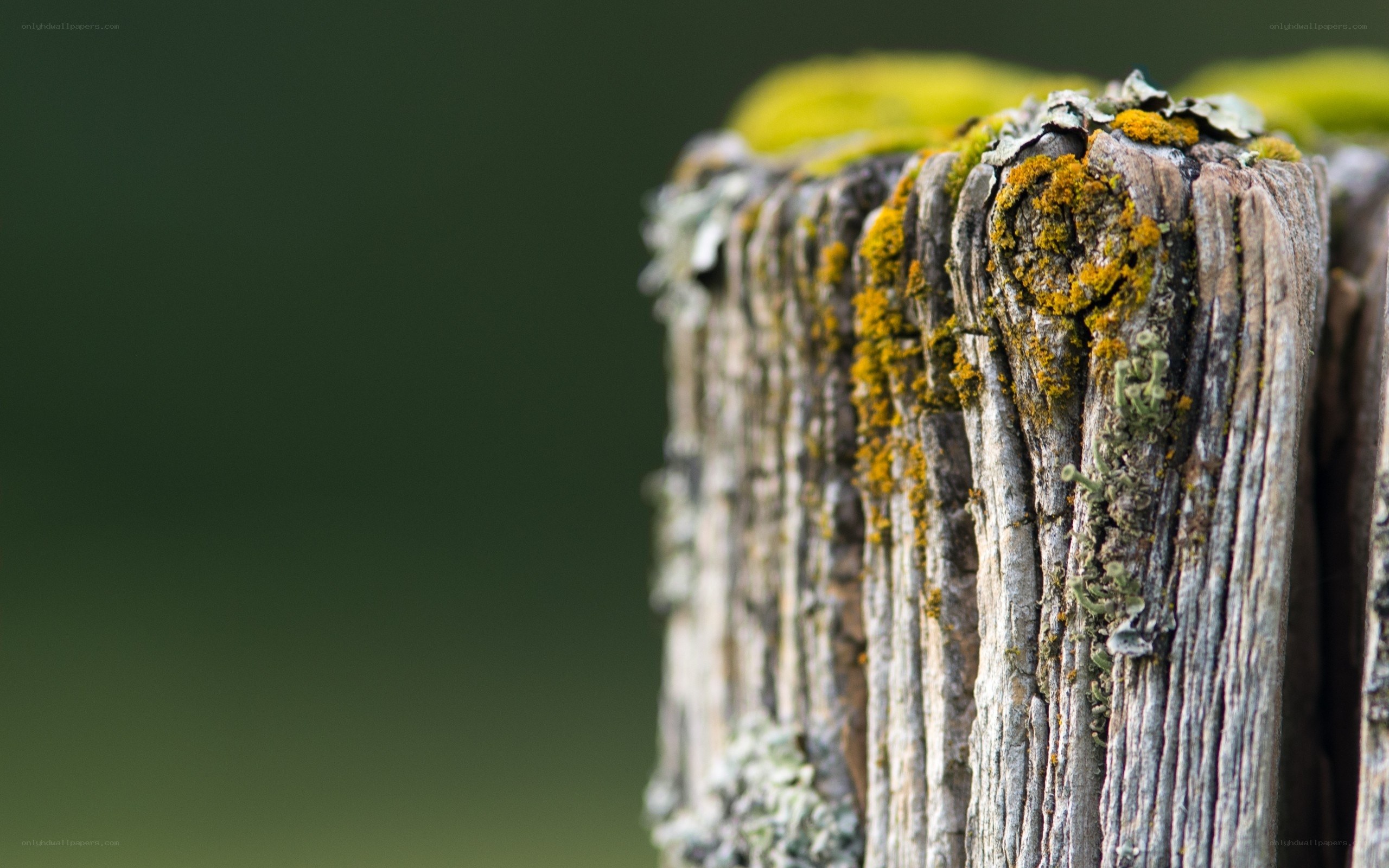 weathered wooden post with moss