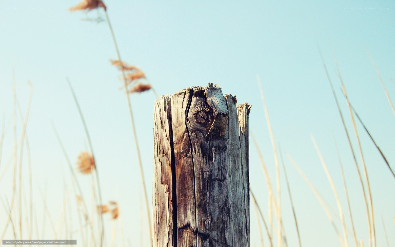 weathered wooden post