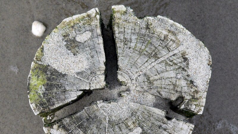 weathered wooden stump on beach