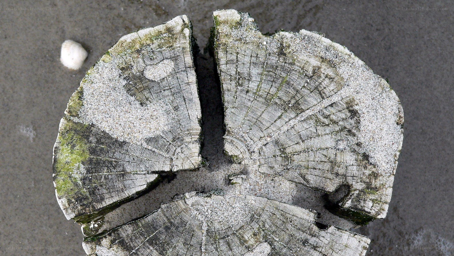weathered wooden stump on beach