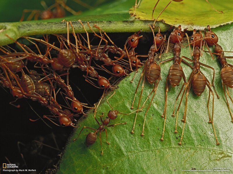 Weaver ants on a leaf