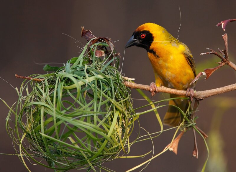 Weaver bird building nest