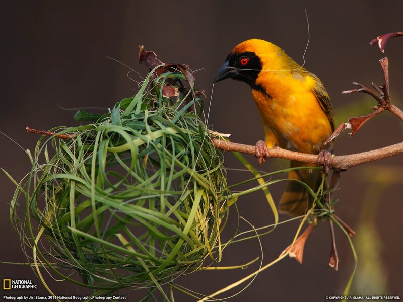 Weaver bird building nest