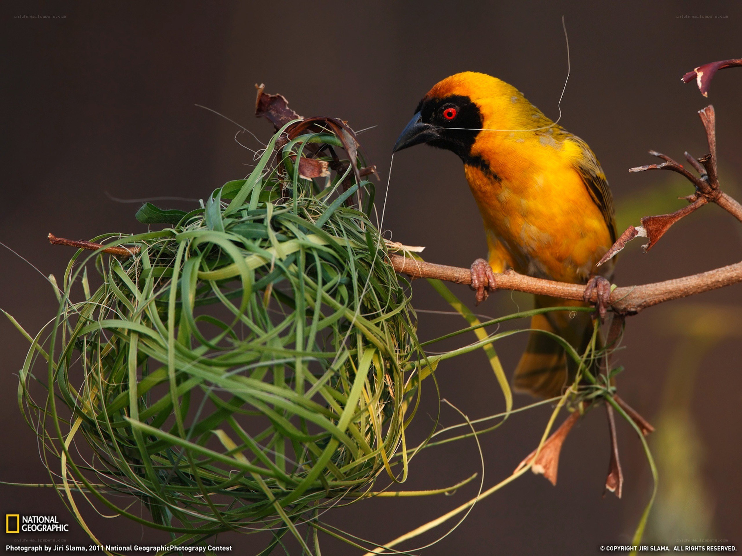 Weaver bird building nest