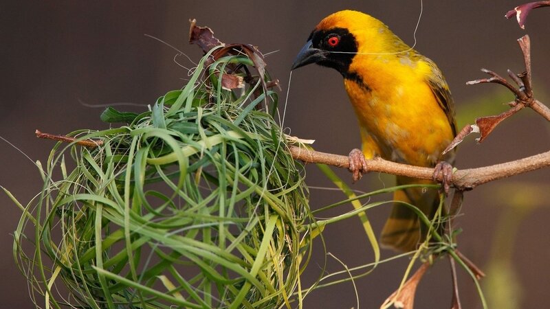 Weaver bird building nest