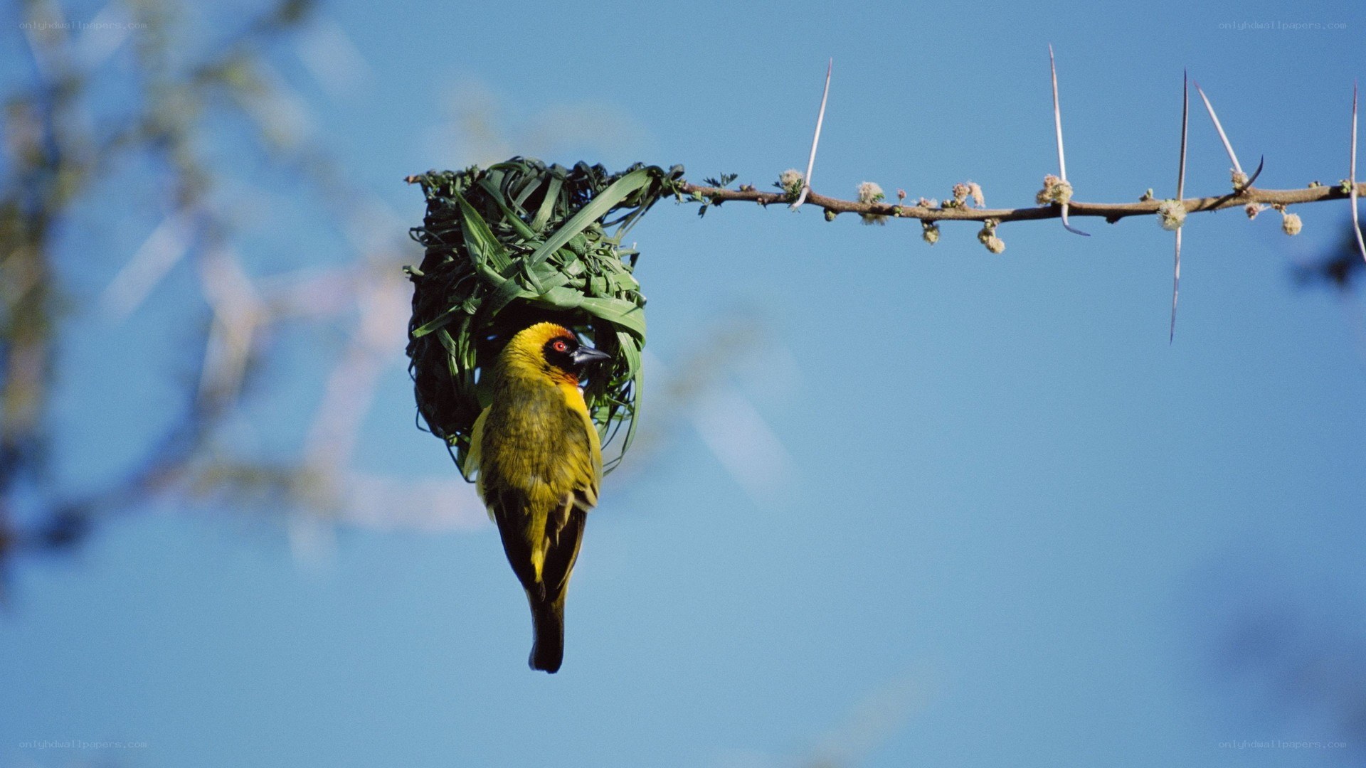 Weaver bird building nest
