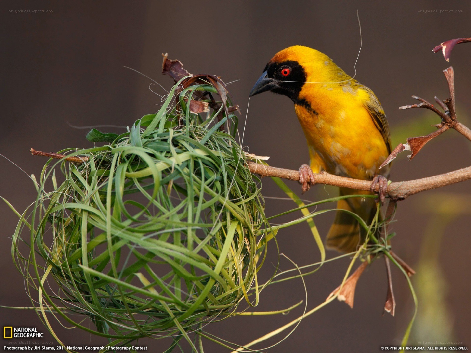 Weaver bird building nest
